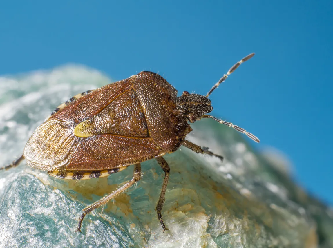 Bed Bug Inspection Services