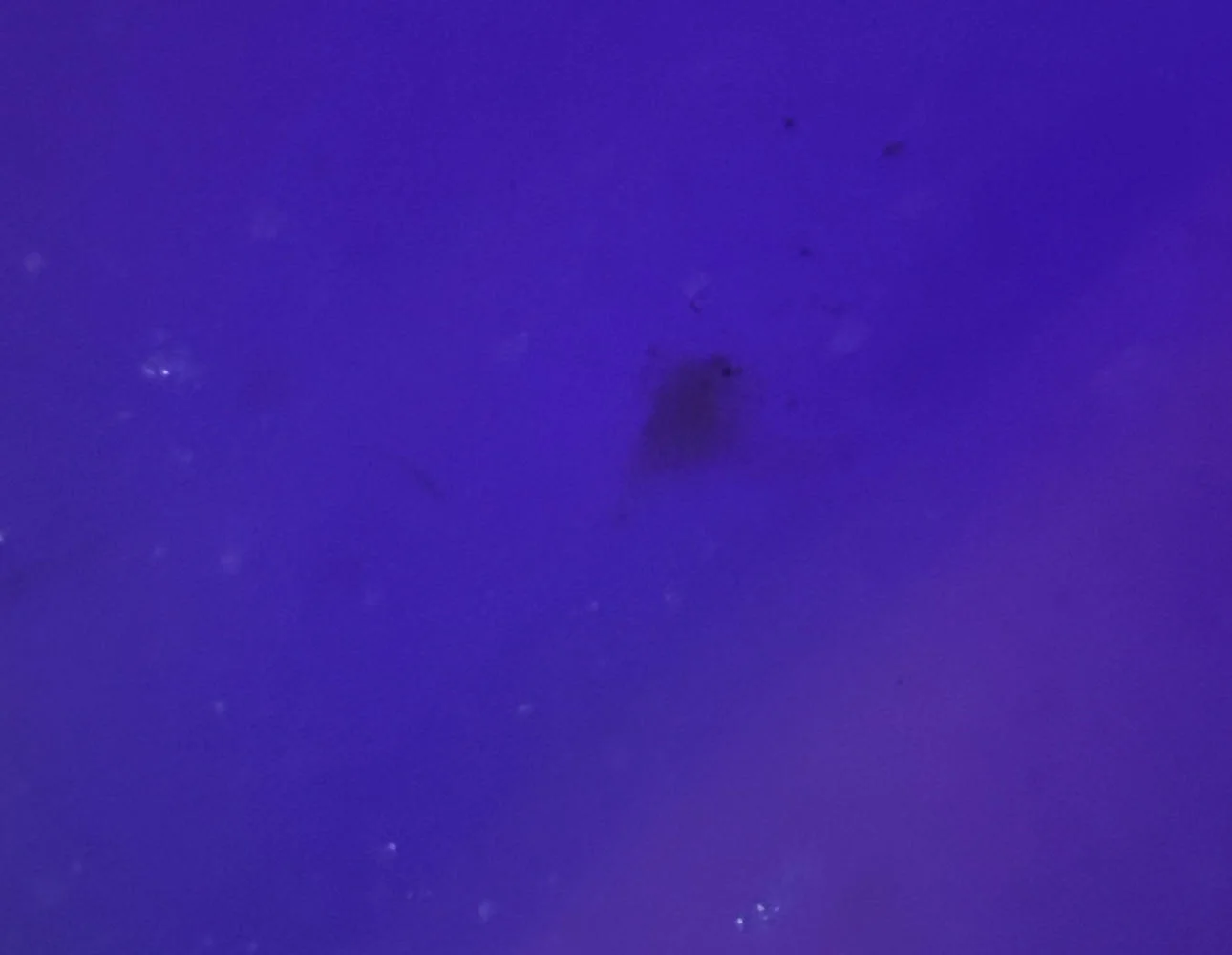 Bed Bug Inspection Services